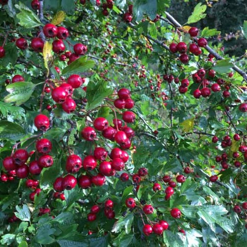 Blackthorn Bareroot Hedge Prunus Spinosa 40-60cm | ScotPlants Direct